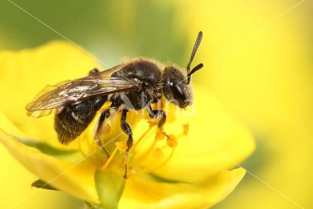 Andrena falsifica