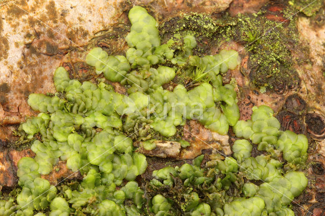 Even Scalewort (Radula complanata)