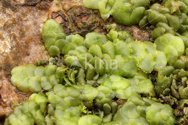 Even Scalewort (Radula complanata)