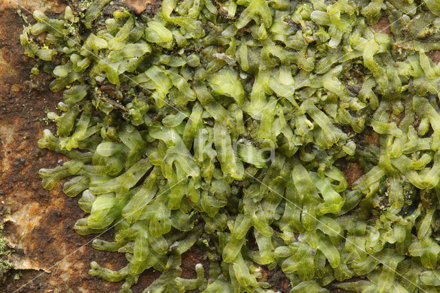 Forked Veilwort (Metzgeria furcata)