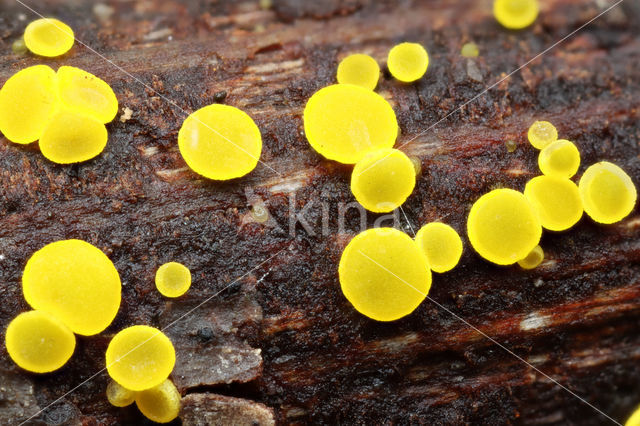 Geel schijfzwammetje (Bisporella citrina)