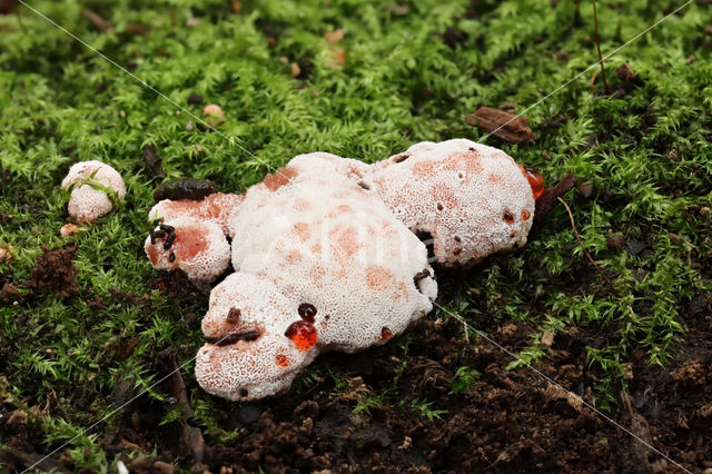 Blushing Rosette (Abortiporus biennis)