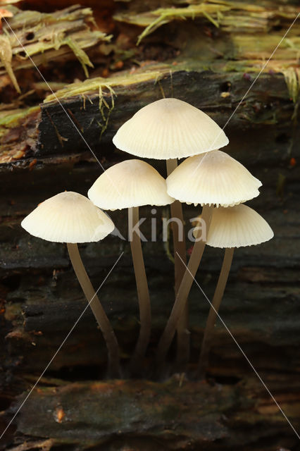 Angel's bonnet (Mycena arcangeliana)