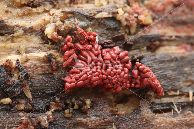 Worstnetwatje (Arcyria stipata)