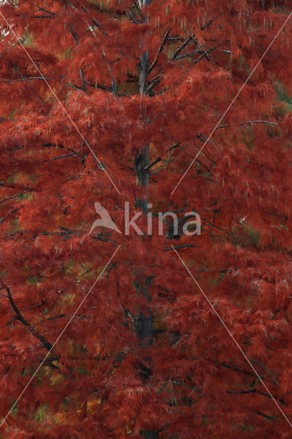 Swamp Cypress (Taxodium distichum)