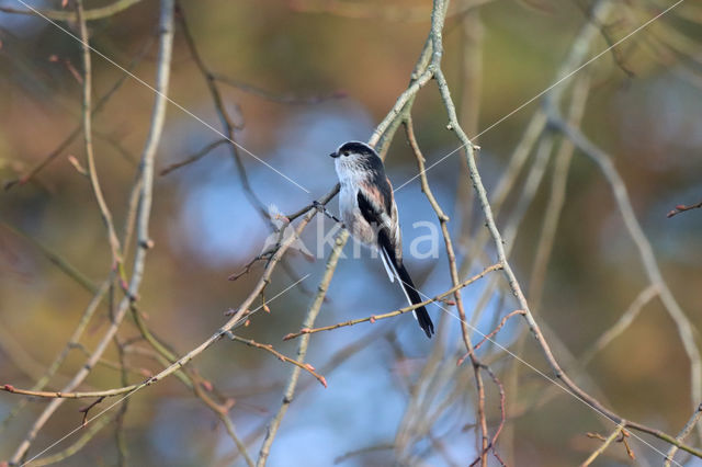 Staartmees (Aegithalos caudatus)