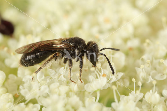 Glimmende dwergzandbij (Andrena minutuloides)