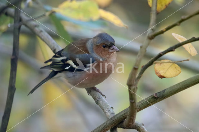 Chaffinch (Fringilla coelebs)