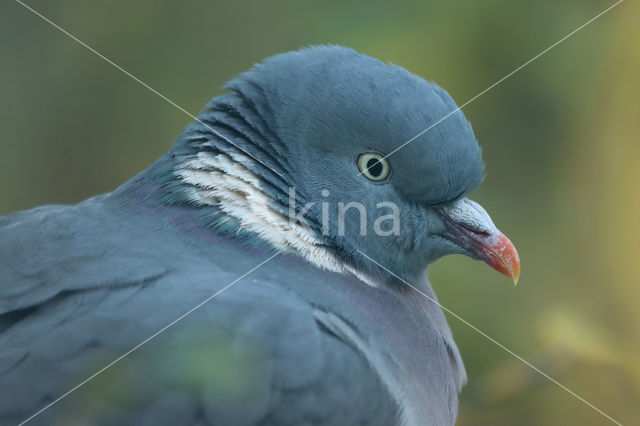 Wood Pigeon