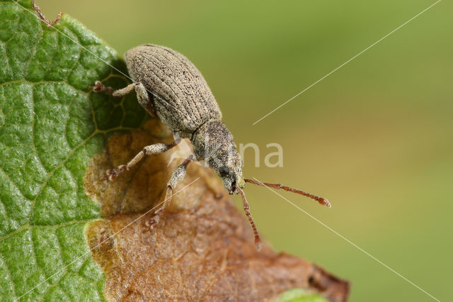 Phyllobius virideaeris