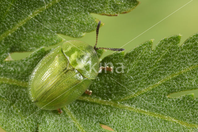 Cassida stigmatica