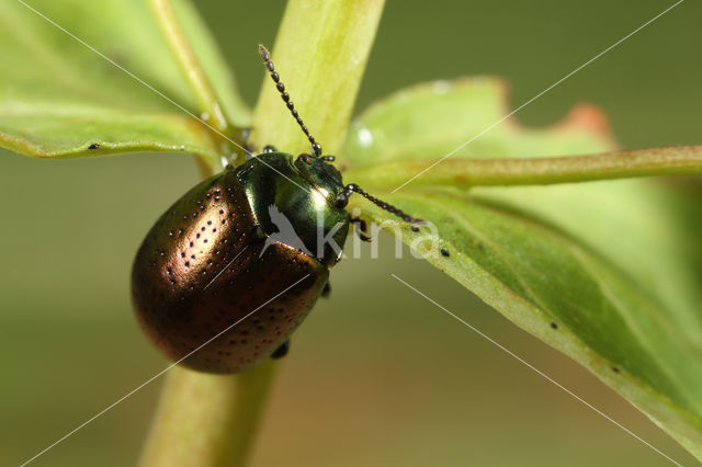 Groot hertshooigoudhaantje (Chrysolina hyperici)