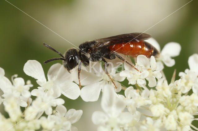 Sphecodes monilicornis