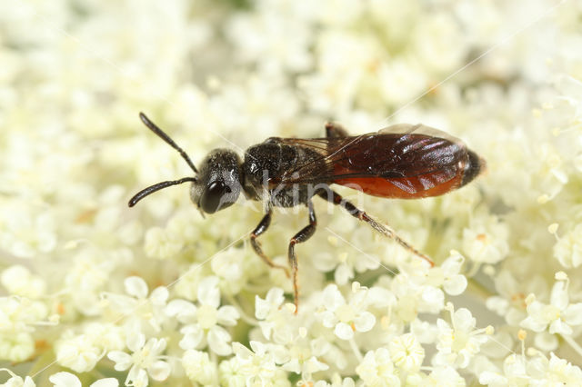 Dikkopbloedbij (Sphecodes monilicornis)