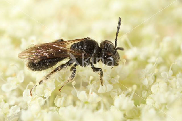 Glimmende dwergzandbij (Andrena minutuloides)