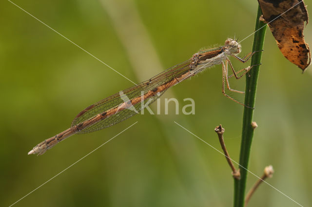 Brown Emerald Damselfly (Sympecma fusca)