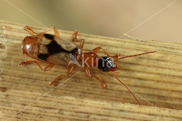 Viervlek Rietklimmer (Demetrias imperialis)