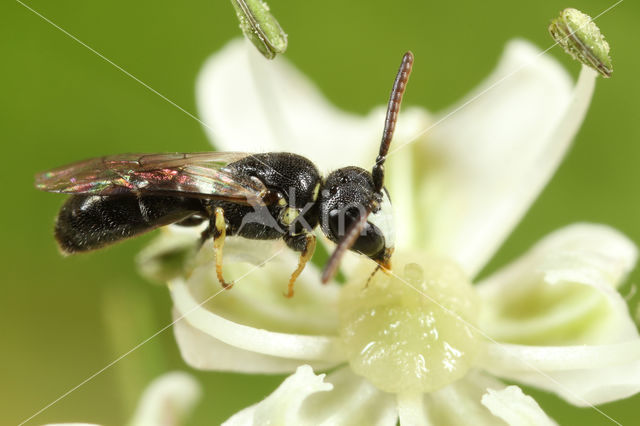 Kleine tuinmaskerbij (Hylaeus pictipes)