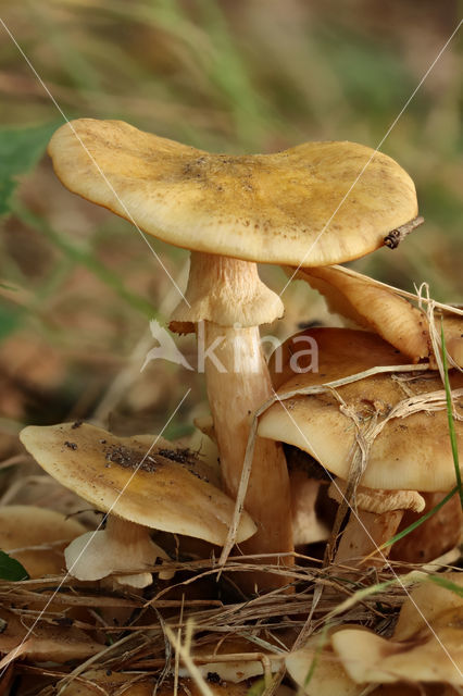 Echte honingzwam (Armillaria mellea)