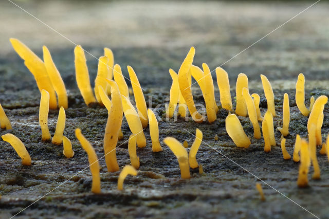 Geel hoorntje (Calocera cornea)