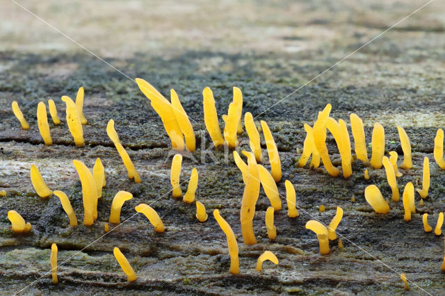 Geel hoorntje (Calocera cornea)