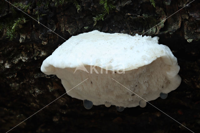 Asgrauwe kaaszwam (Oligoporus tephroleucus)