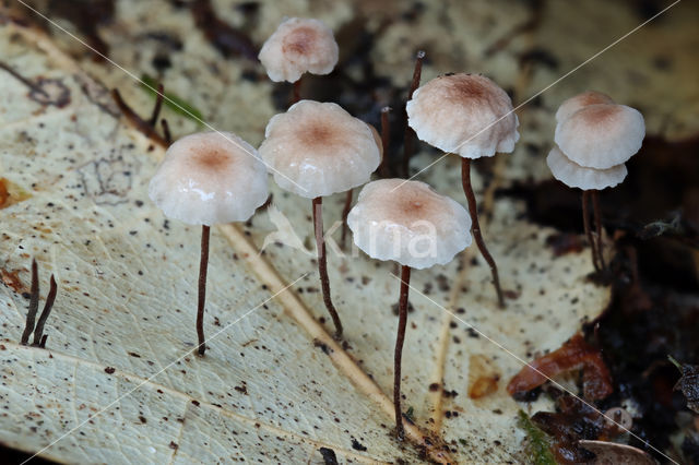 Marasmius quercophilus