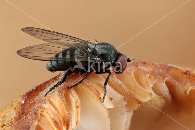 kleine bandbreedvoet (Platypeza fasciata)