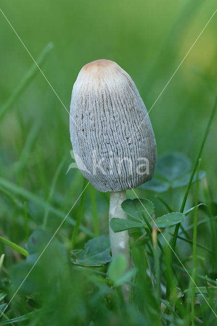 Umbrella Inkycap (Coprinus plicatilis)