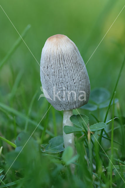 Plooirokje (Coprinus plicatilis)