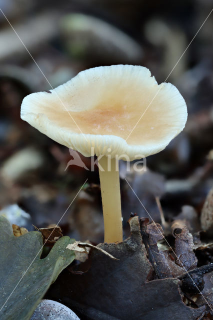 Eikenbladzwammetje (Collybia dryophila)