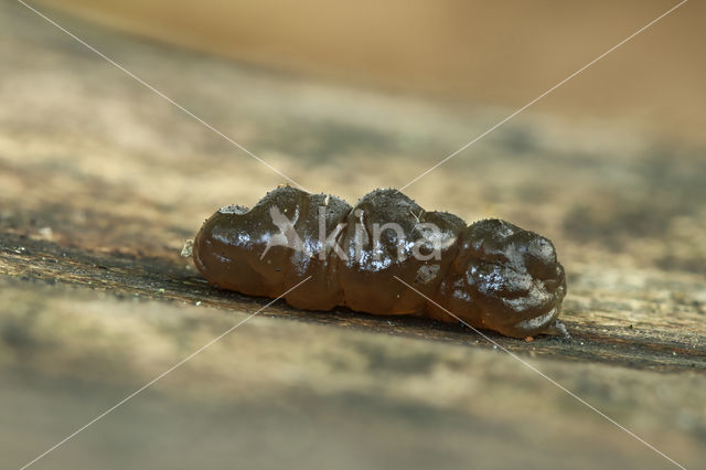 black Witches butter (Exidia plana)