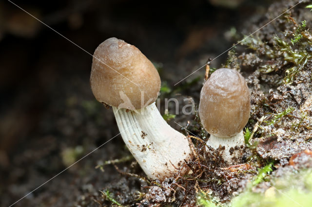 grooved bonnet (Mycena polygramma)