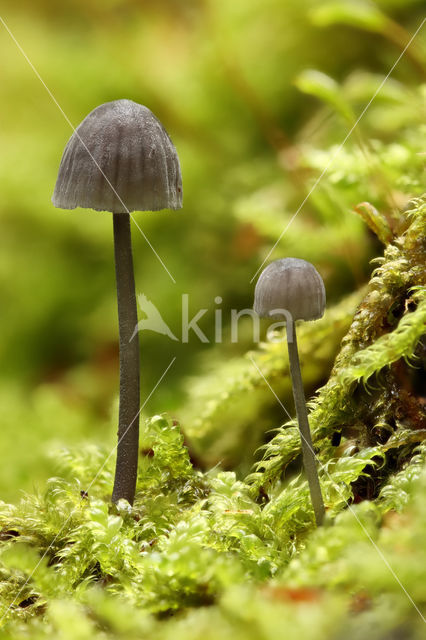 Blauwgrijze schorsmycena (Mycena pseudocorticola)