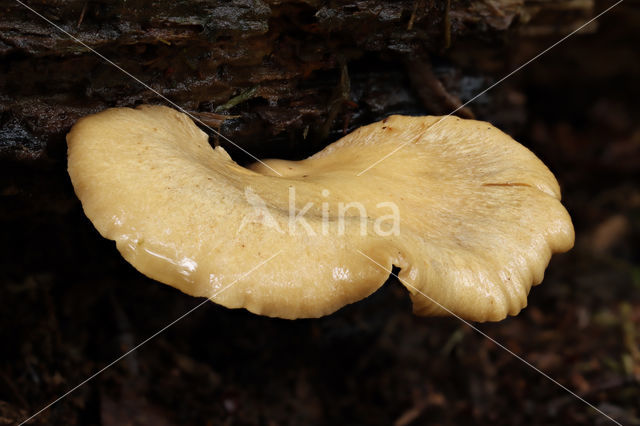 Waaierbuisjeszwam (Polyporus varius)