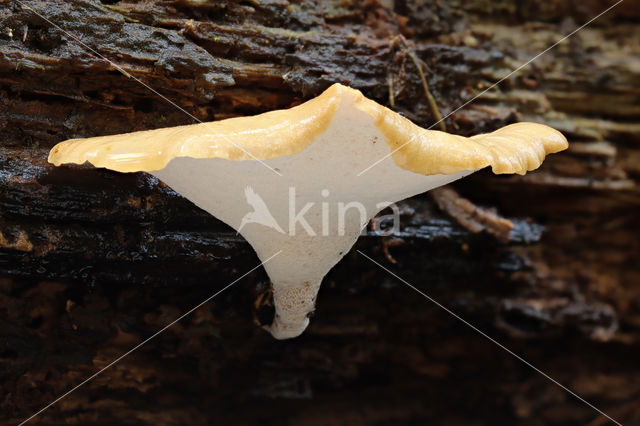 Waaierbuisjeszwam (Polyporus varius)