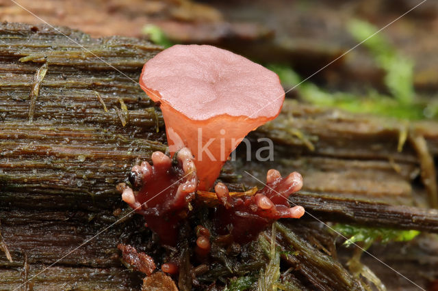 Purple Jellydisc (Ascocoryne sarcoides)