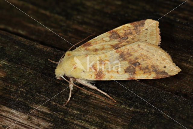 Gewone gouduil (Xanthia icteritia)