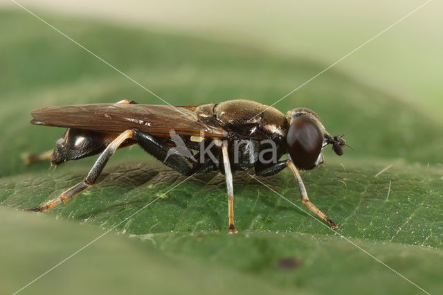 Kleine Rode Bladloper (Xylota tarda)