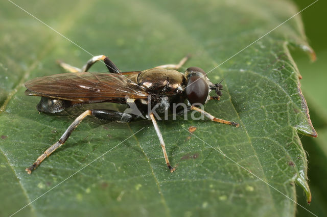 Kleine Rode Bladloper (Xylota tarda)