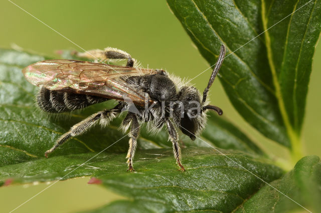 Zadeldwergzandbij (Andrena falsifica)