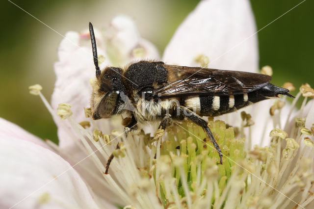 Duinkegelbij (Coelioxys mandibularis)