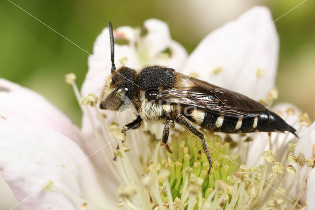 Duinkegelbij (Coelioxys mandibularis)