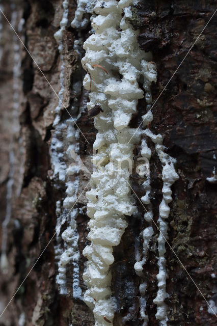 Douglasspar (Pseudotsuga menziesii)