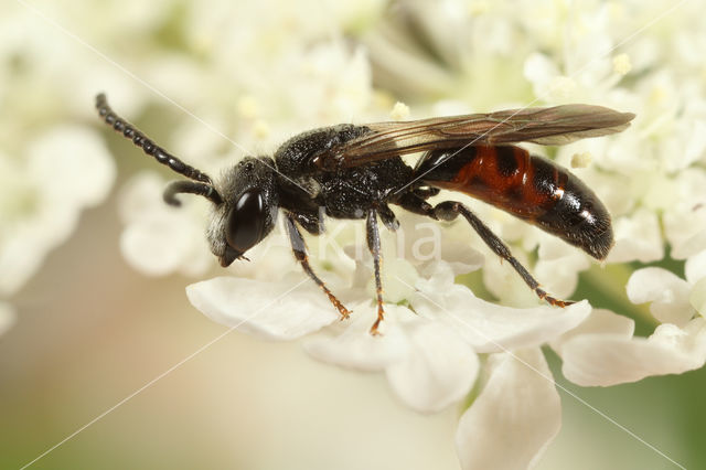 Sphecodes gibbus