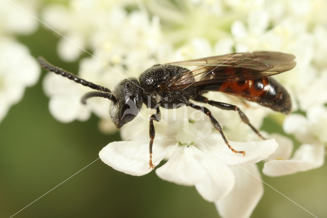 Pantserbloedbij (Sphecodes gibbus)