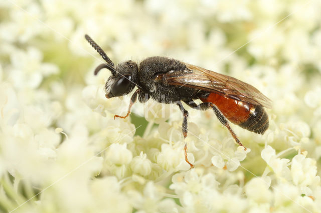 Sphecodes ephippius