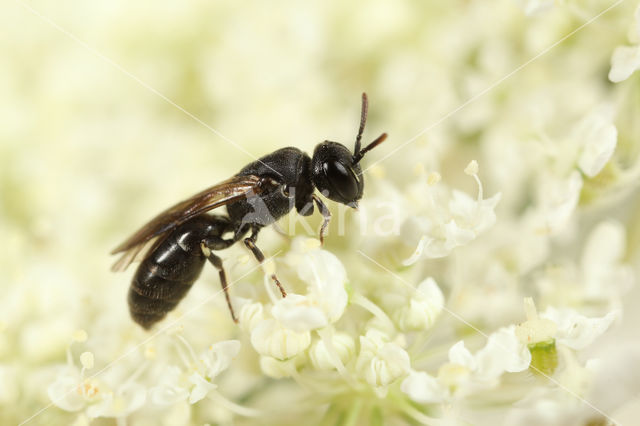 Zompmaskerbij (Hylaeus gredleri)