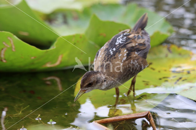 Klein Waterhoen (Porzana parva)