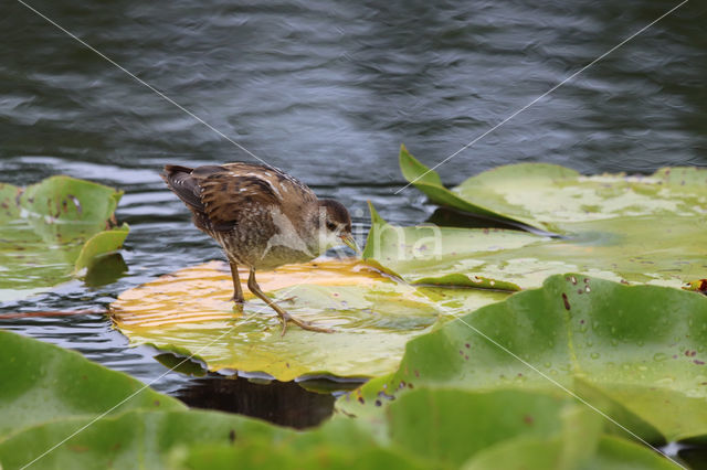 Klein Waterhoen (Porzana parva)